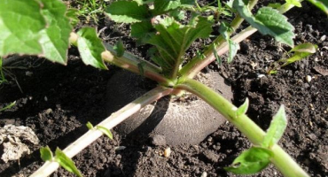 Když potřebujete odstranit ředkvičky ze zahrady na uskladnění na zimu